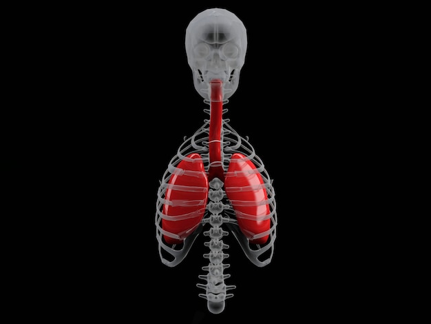 Pulmones de órganos humanos en fondo negro