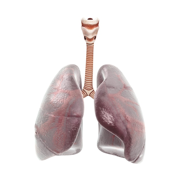 Pulmones y tráquea humanos. Render 3d