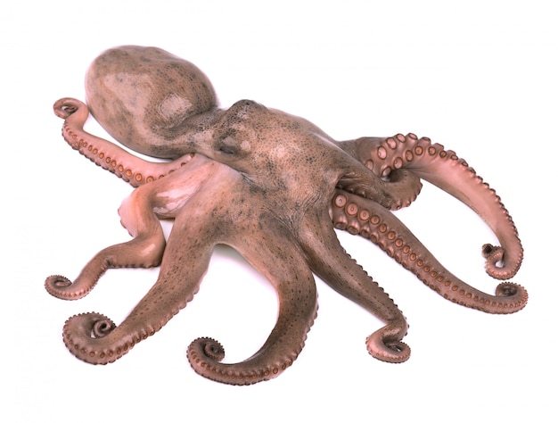 Pulpo aislado sobre fondo blanco.