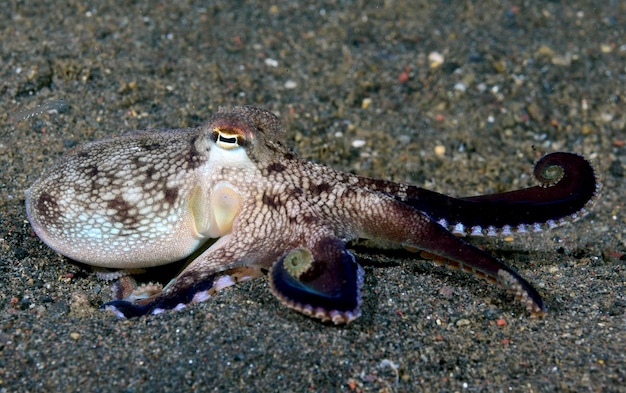 Pulpo de coco en el fondo del mar por la noche. Vida marina de Bali.