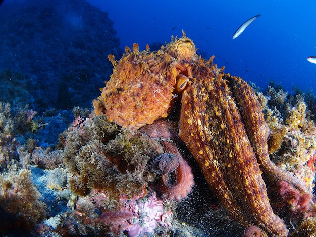 Pulpo común pulpo vulgaris en el mar Mediterranea