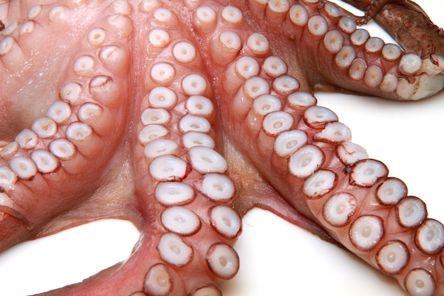 pulpo crudo