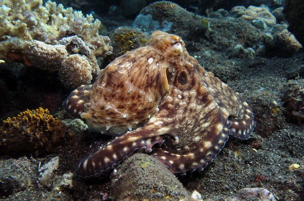 Un pulpo gigante nada a lo largo de un arrecife de coral. Vida marina de Bali.