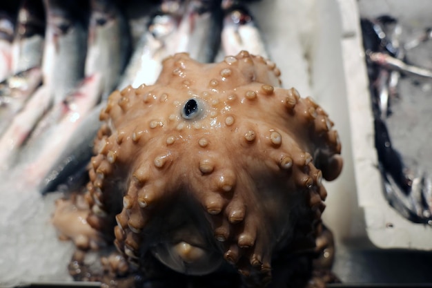 Pulpo de marisco recién capturado expuesto sobre hielo en el supermercado