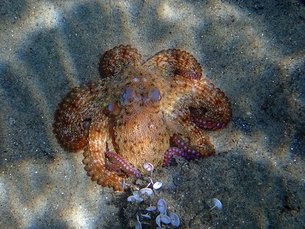 Pulpo mediterráneo común - Octopus vulgaris