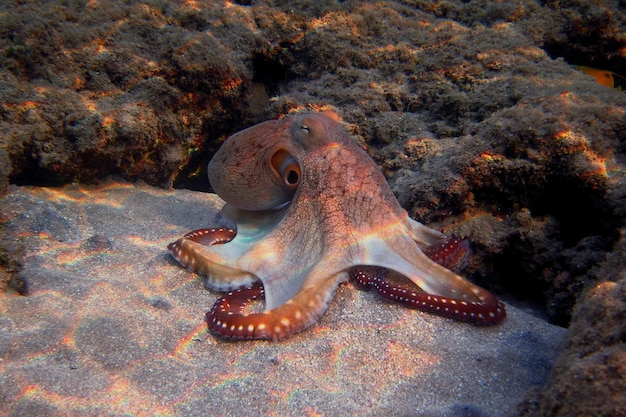 Pulpo rojo en la arena