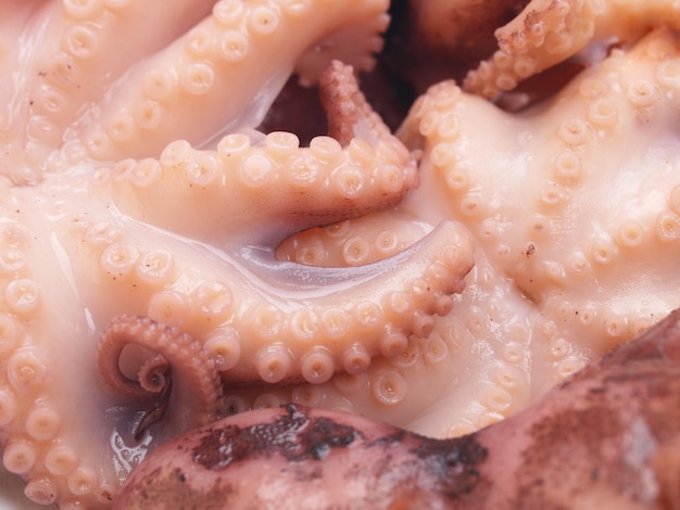 Pulpo