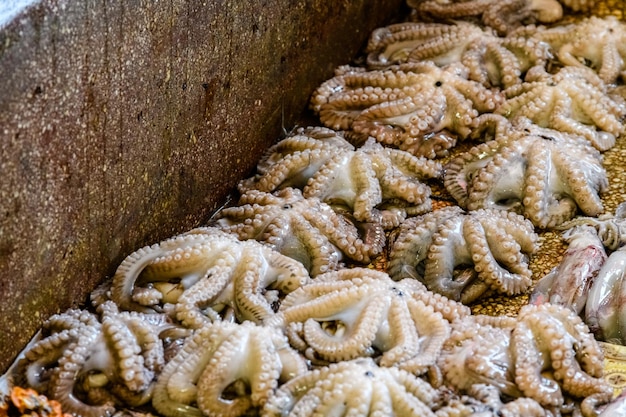 Pulpos crudos para la venta en el mercado de pescado