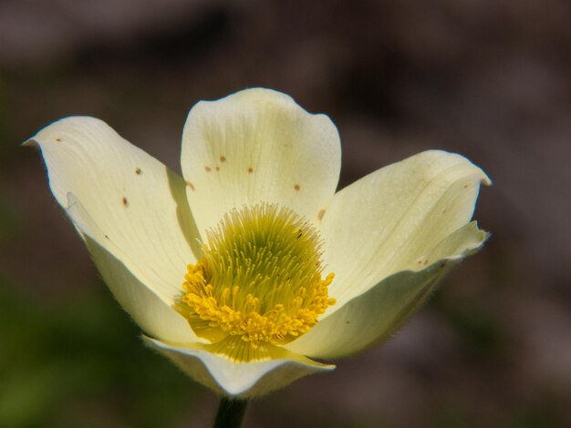 Pulsatilla de anémona