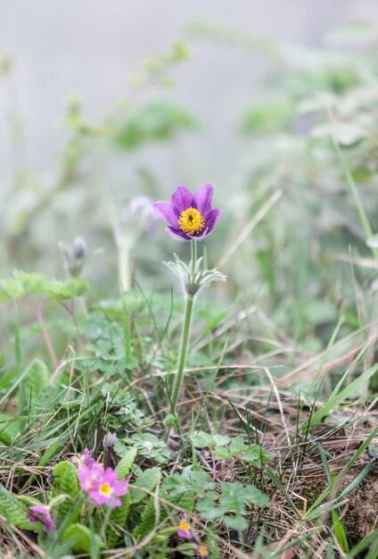 Pulsatilla Blume