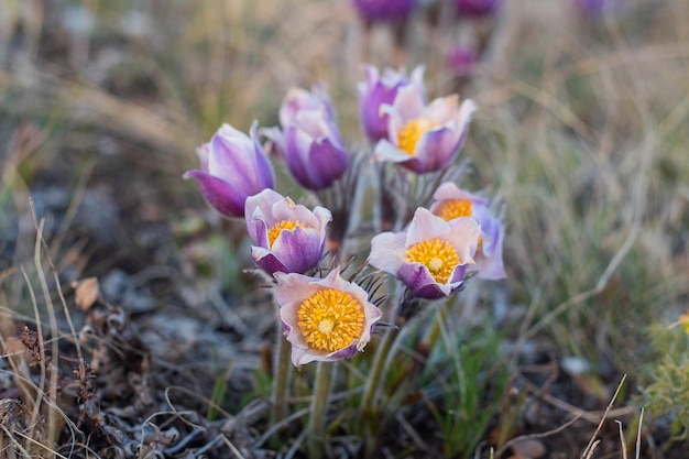 Pulsatilla flor de pascua en el prado