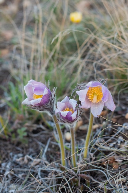 Pulsatilla flor de pascua en el prado