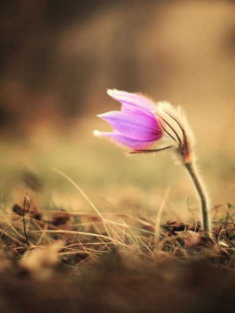 Pulsatilla grandis