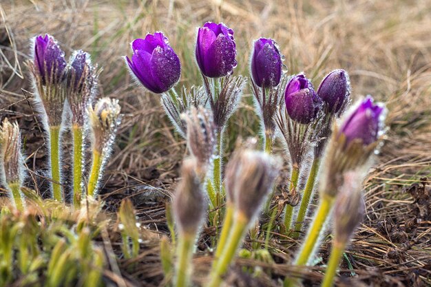 Pulsatilla Küchenschelle Frühlingsblume Pulsatilla vulgaris mit Wassertropfen