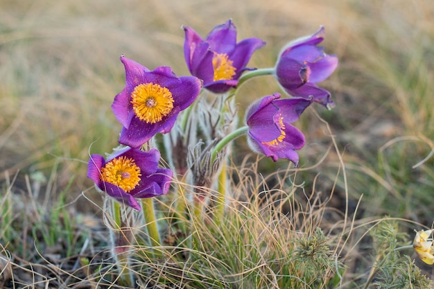 Pulsatilla-Osterblume auf der Wiese