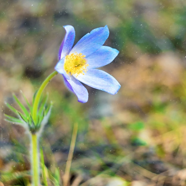 Pulsatilla patens o Prairie Crocus. Flores violetas de cerca. Pasqueflowers. Wild Spring hermosas flores