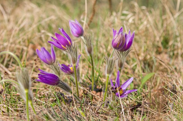 Pulsatilla pratensis, auch bekannt als Pulsatilla praetensis