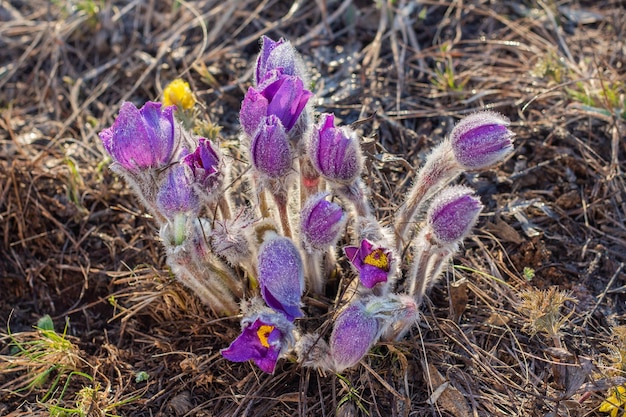 Pulsatilla pratensis flores violetas en la luz del atardecer con gotas de agua