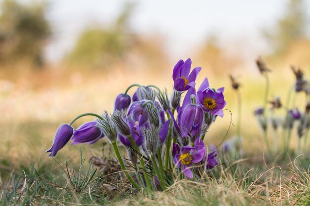 Pulsatilla pratensis También conocido como pulsatilla