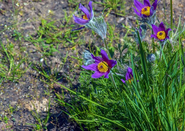 Pulsatilla vulgaris bonita no jardim na primavera Pulsatilla Vulgaris pasqueflower é uma espécie