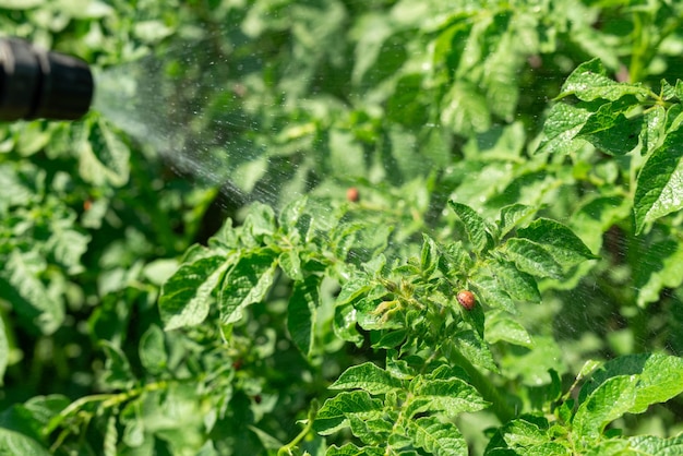 Pulverización manual de larvas de insectos de la papa alimentándose de hojas de plantas de papa en el jardín Escarabajos dañinos de Colorado comiendo plantas de papa