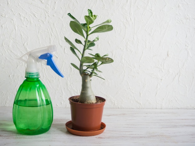 Pulverizador y planta en maceta Adenium sobre la mesa. La cría de plantas de interior.