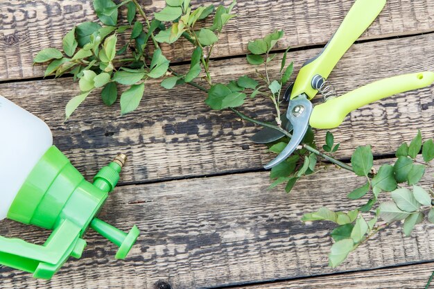 Pulverizador a presión, podadora y rama cortada de rosa sobre tabla de madera. Herramientas y equipos de jardinería