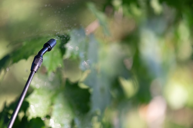 El pulverizador pulveriza pesticidas en los árboles al aire libre Control de plagas de árboles