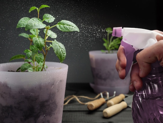 Pulverizar plantas em vasos com água de um borrifador