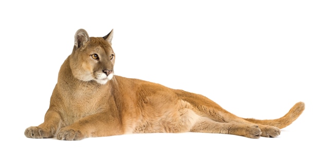 Puma (17 años) - Puma concolor aislado