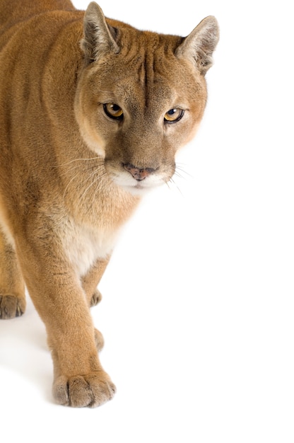 Foto puma (17 años) - puma concolor aislado