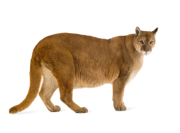 Puma (17 anos) - Puma concolor isolado