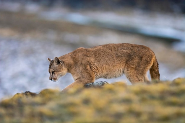 Puma andando em ambiente de montanha Parque Nacional Torres del Paine Patagônia Chile