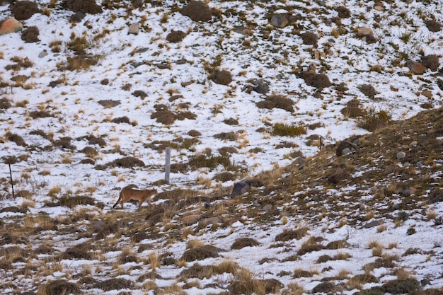 Puma andando em ambiente de montanha Parque Nacional Torres del Paine Patagônia Chile