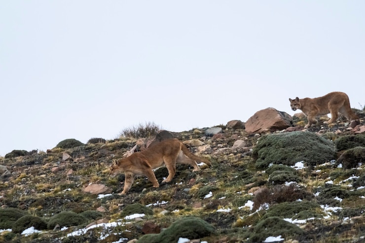 Foto puma caminhando em ambiente de montanha parque nacional torres del paine patagônia chile
