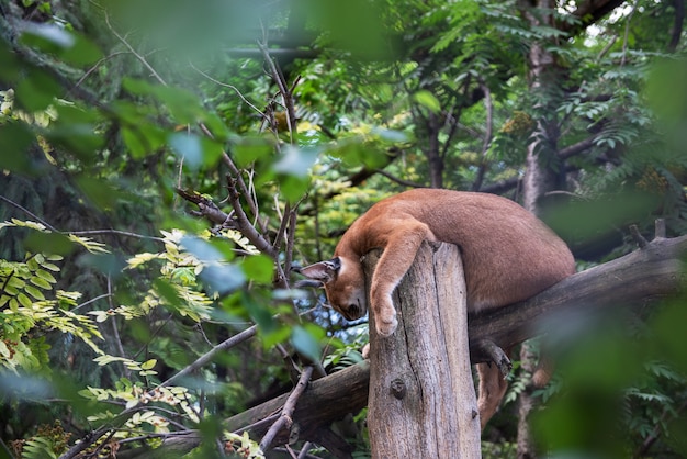 Puma dormindo na árvore