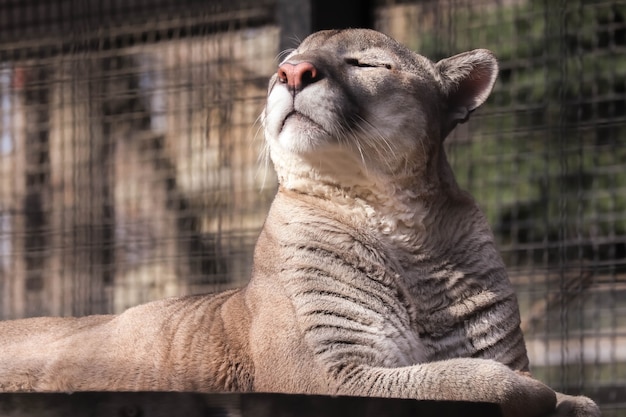 Puma entrecerró los ojos y disfruta del sol primaveral