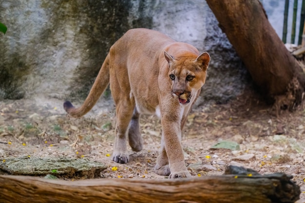 Puma macho adulto (puma concolor)