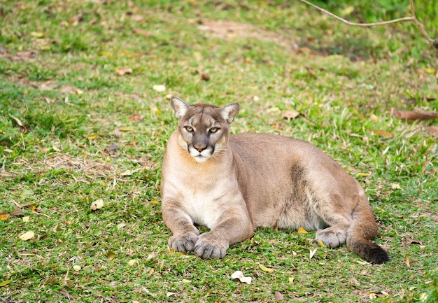 Puma o puma descansando sobre la hierba verde