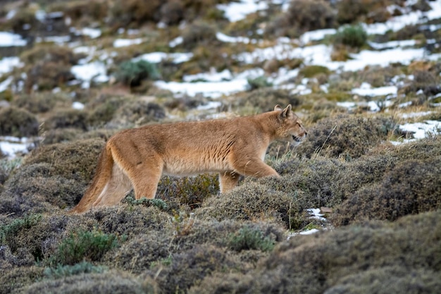 Puma spazieren in der Bergwelt Torres del Paine Nationalpark Patagonien Chile