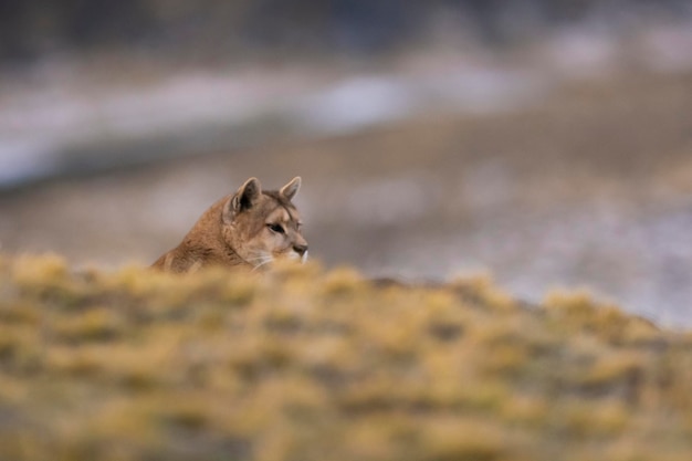 Puma Wandern in Bergwelt Nationalpark Torres del Paine Patagonien Chile