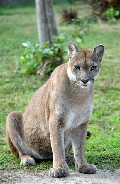 El puma