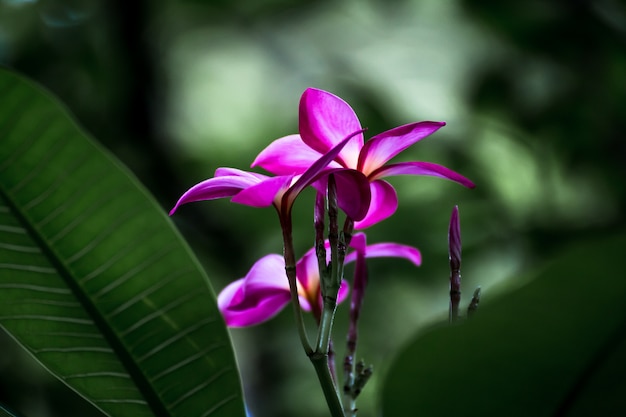 Pumeria rosa en el árbol del plumeria, flores tropicales del frangipani