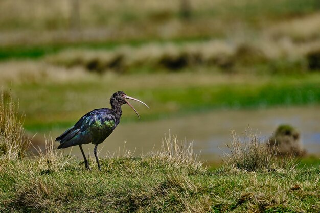 Puna Ibis Plegadis ridgwayi