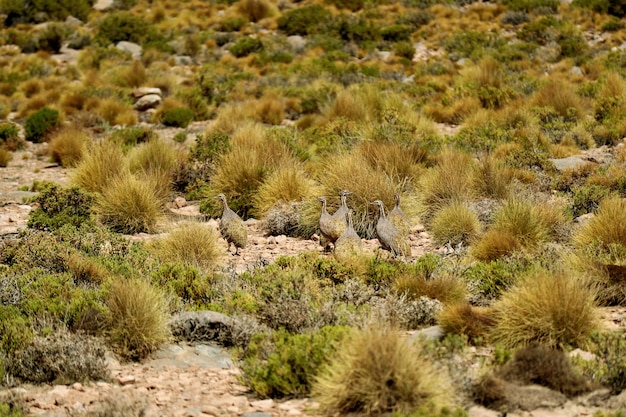 Foto puna tinamou aves pastando na pastagem puna de eduardo avaroa fauna andina, potosi, bolívia