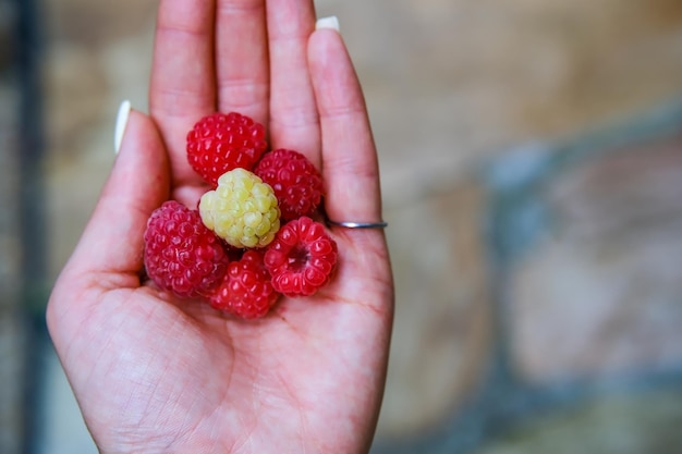 Un puñado de frambuesas rojas en la palma de tu mano