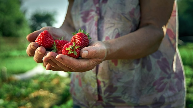 Un puñado de fresas frescas en manos de una anciana campesina compartiendo fresas frescas