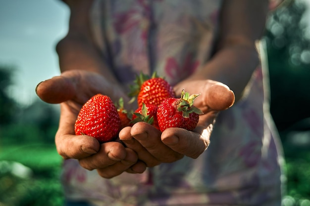 Un puñado de fresas frescas en manos de mujer