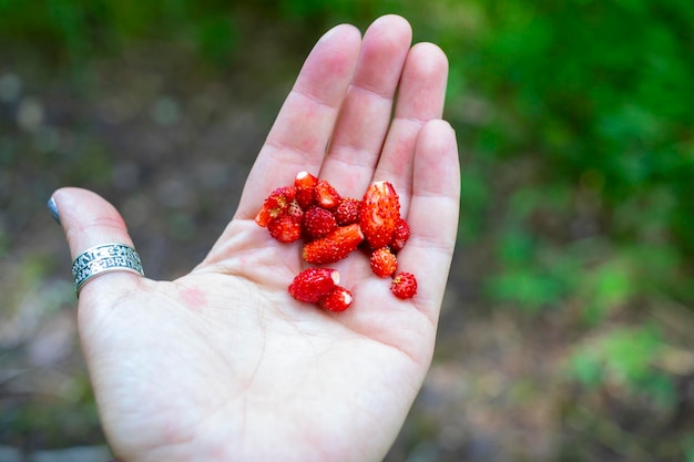 Un puñado de fresas silvestres encontradas en el bosque en un día de verano en europa