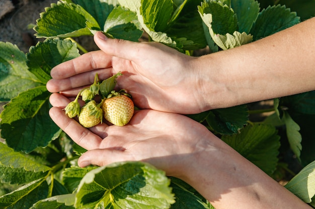 Un puñado de fresas verdes inmaduras maduras no arrancadas del arbusto se encuentra en la palma.